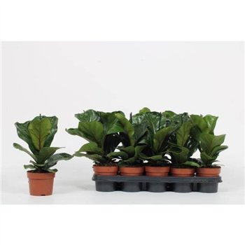 Fikus lyrata bambino 29 cm fi12 cm Q2851