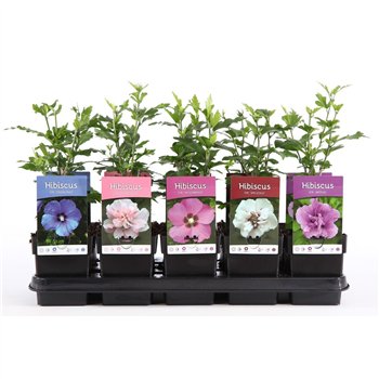 Hibiscus syriacus in kinds 30 cm fi13 cm Q3245
