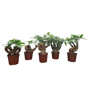 Pachira aquatica Pachira 10 5 cm bonsai 3 kinds mix other pp 25 cm fi10.5 cm Q5120