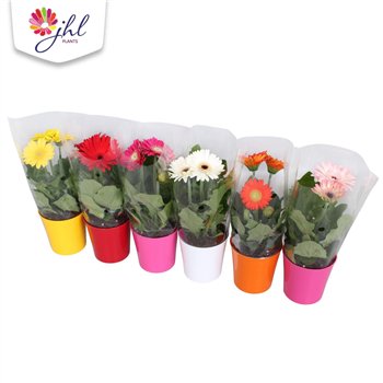 Gerbera colourgame mix Gerbera Colourgame Mix 2+ 25 cm fi10 cm Q3787