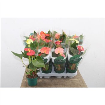 Anthurium andr  mix 4 colours Anthu An Mix 3+ 25 cm fi9 cm Q669