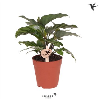 Kalateja mix Kolibri Greens Kalateja Freddie1 pp cm diameter 23 cm fi9 cm Q1957