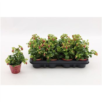 Kalanhoja dream bells hanging Kalan Dream Bells 15 cm fi8 cm Q4068