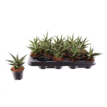 Taščin jezik - Sanseveria cylindrica 10 cm fi7 cm Q1810