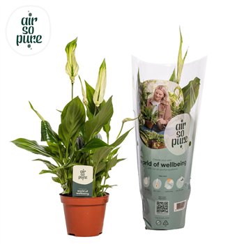 Spatifil chopin 3+ flower - AirSoPure 30 cm fi9 cm Q6130