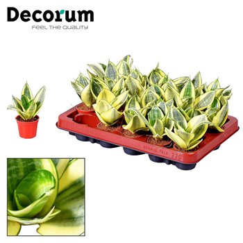 Taščin jezik - Sanseveria trifasciata Tiny Taščin jezik - Sanseveria Golden Hanni Yellow Dwarf (Decorum) 15 cm fi6 cm Q1754