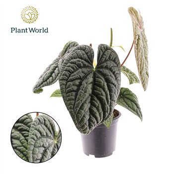Anthurium Luxurian P19 1 fl  other pp 50 cm fi19 cm Q526