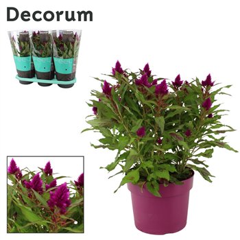 Celosia deep purple caracas 50 cm fi19 cm Q2016