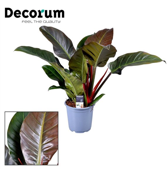 Philodendron imperial red Philodendron Imperial Red P19 3 pp 50 cm fi19 cm Q5336 Philodendron imperial red Philodendron Imperial Red P19 3 pp 50 cm fi19 cm Q5336