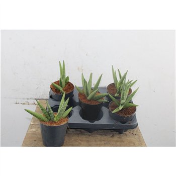 Taščin jezik - Sanseveria Taščin jezik - Sanseveria Helios 30 cm fi12 cm Q1907