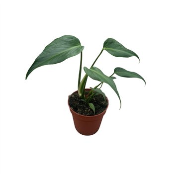Monstera Burle Marx Flame 55 cm fi15 cm Q4313