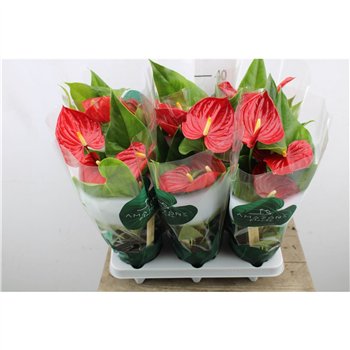 Anthurium andr  nevada Anthu An Nevada 5+ 35 cm fi12 cm Q656