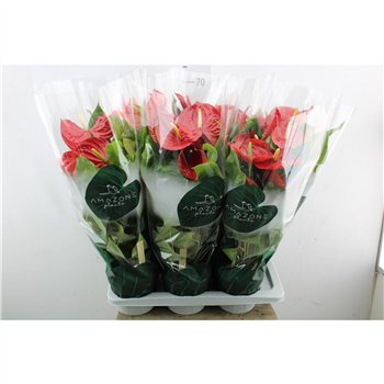 Anthurium andr  nevada Anthu An Nevada 6+ 65 cm fi17 cm Q657