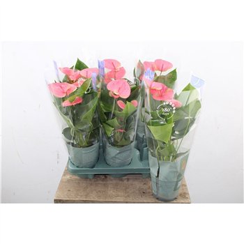 Anthurium andr  karma pink Anth An Karma Pink 5+ 45 cm fi12 cm Q664