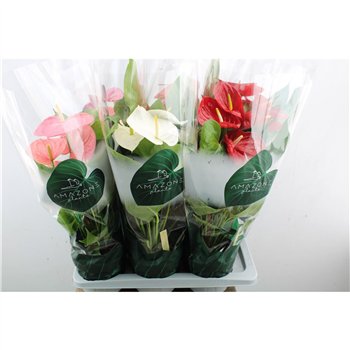 Anthurium andr  mix 4 colours Anthu An Mix 6+ 65 cm fi17 cm Q668