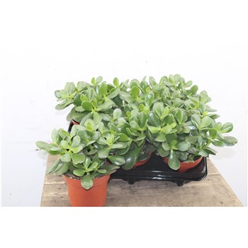 Crassula ovata 25 cm fi12 cm Q1098