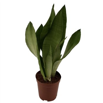 Taščin jezik - Sanseveria trifasciata moonshine Taščin jezik - Sanseveria Moonshine 35 cm fi12 cm Q1908