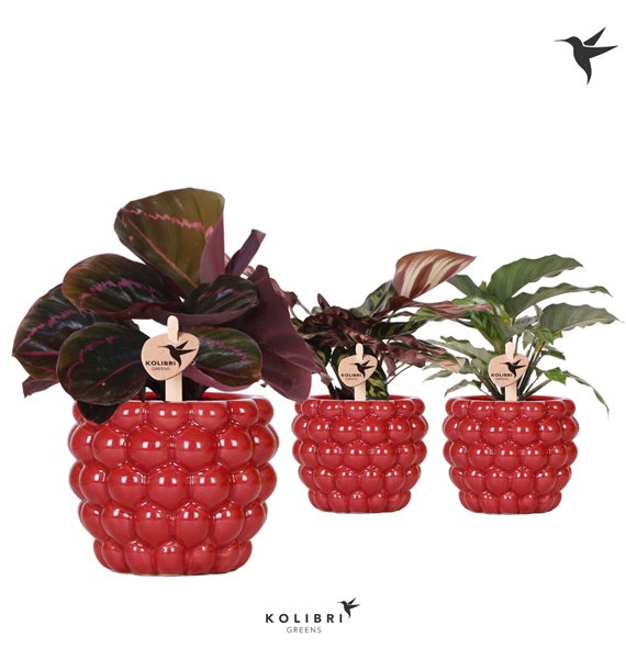 Kalateja mix Kolibri Greens Kalateja mix in Berry pot cm diameter 1 pp 24 cm fi9 cm Q1955 Kalateja mix Kolibri Greens Kalateja mix in Berry pot cm diameter 1 pp 24 cm fi9 cm Q1955