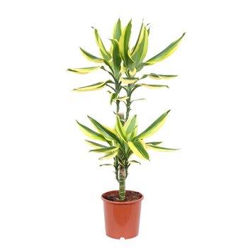 Dracena fragr  golden king 45-20 toef 75 cm fi17 cm Q2465
