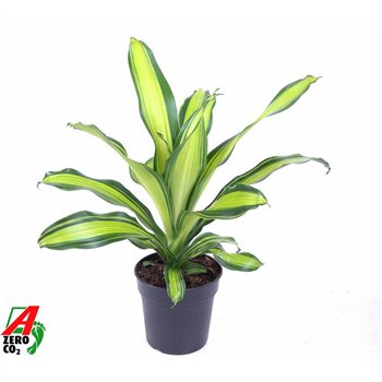 Dracena fragr  charley kopstek 60 cm fi17 cm Q2489