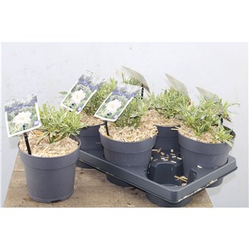 Gardenia jasminoides Gardenia Jasminoides Golden Crown 10 cm fi15 cm Q2881