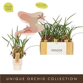 Orchidee Maxillaria Ceramic 40 cm fi9 cm Q4402