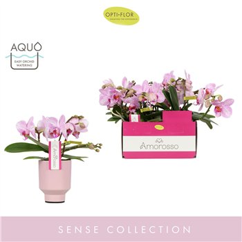 Orhideja Phalaenopsis multiflora roze Amorosso Merlini P7 in Emilia Pink Aquo 15 fl  3 stems plnt 400 gram 25 cm fi7 cm Q5069