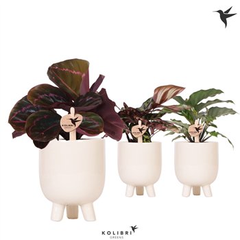 Kalateja mix Kolibri Greens Kalateja in Gummy pot travertine 1 pp cm diameter 26 cm fi9 cm Q1956
