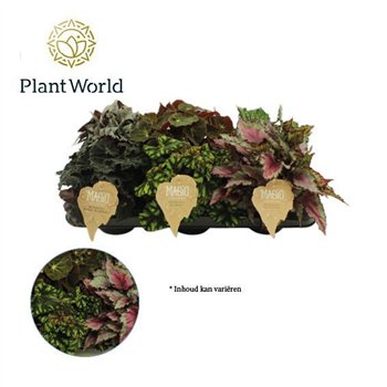 Begonija leaf rex mix Begonija rex Magic Colours 12cm 3 pp 25 cm fi12 cm Q917