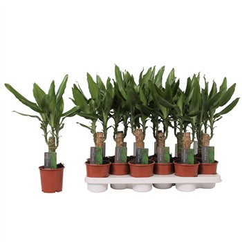 Dracena fragr  steudneri single stem 40cm 40 cm fi11 cm Q2463