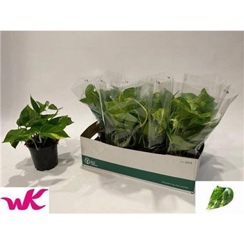 Epipremnum pinnatum aureum Epipremnum Aureum 40 cm fi15 cm Q2765