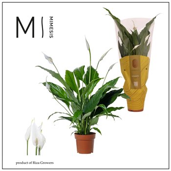 Spatifil sweet chico 5+ flower - Concorde sleeve 55 cm fi13 cm Q4507