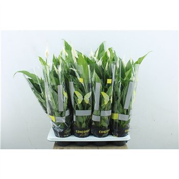 Spatifil sweet chico Spath Sweet Chico 3+ 55 cm fi13 cm Q4988
