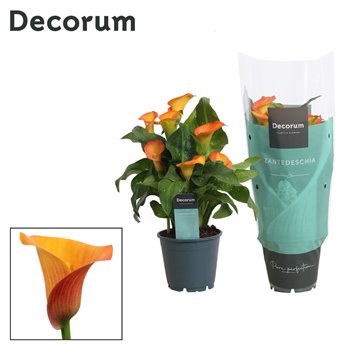 Kala morning sun decorum oranje 40 cm fi14 cm Q5814