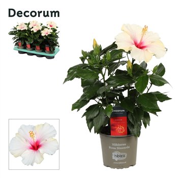 Hibiscus rosa-sinensis sunny st tropez Decorum wit 35 cm fi13 cm Q6313