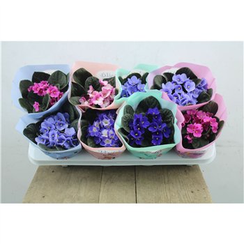Vijolica mix Vijolica Mix Voila La Fleur 20 cm fi12 cm Q6320