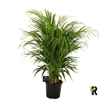 Palma Dypsis lutescens 100 cm fi19 cm Q2722