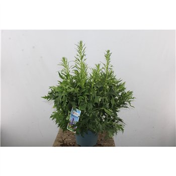 Delphinium Mix 70 cm fi23 cm Q3121