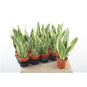 Taščin jezik - Sanseveria trifasciata futura superba Taščin jezik - Sanseveria Superba 35 cm fi12 cm Q1949