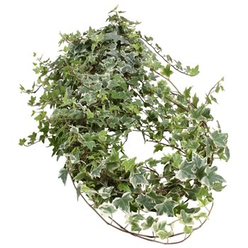 Hedera helix bont Hed He Variegated Long 90 cm fi13 cm Q3904