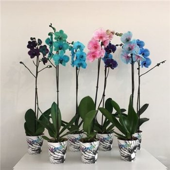 Orhideja Phalaenopsis Phal Wonder Mix 1 stebl. 70 cm fi12 cm Q4532