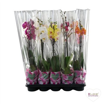 Orhideja Phalaenopsis mix Phal Mix 2 stebl. A2 55 cm fi12 cm Q5024