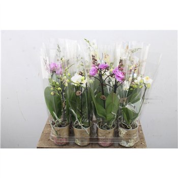 Orhideja Phalaenopsis mix Phal Mix 2 stebl. Kolibri 40 cm fi9 cm Q4539