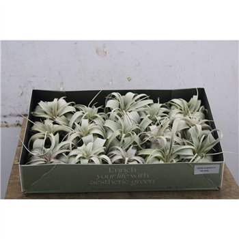Tillandsia xerographica 9 cm fi9 cm Q6043