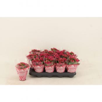 Kalanhoja blossfeldiana garbo lilac 15 cm fi8 cm Q4170