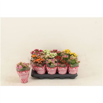 Kalanhoja calandiva mix Kalan Double Mix 15 cm fi8 cm Q4290
