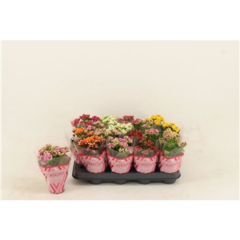 Kalanhoja calandiva mix Kalan Double Mix 15 cm fi8 cm Q4291