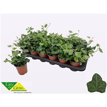 Hedera helix wonder Hed He Wonder 15 cm fi9 cm Q3907