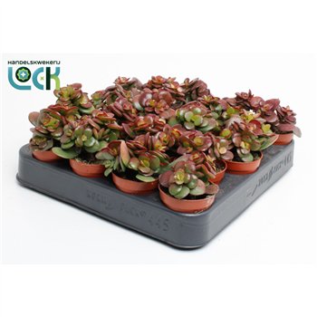 Crassula ovata minor 10 cm fi5.5 cm Q1450