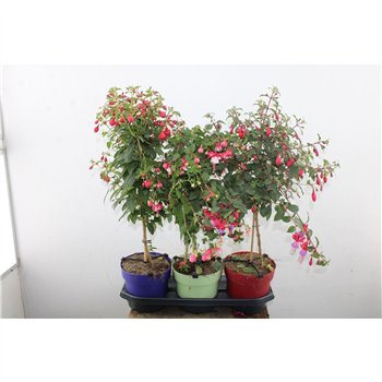 Fuchsia stebl.s Morelips 75 cm fi19 cm Q3675